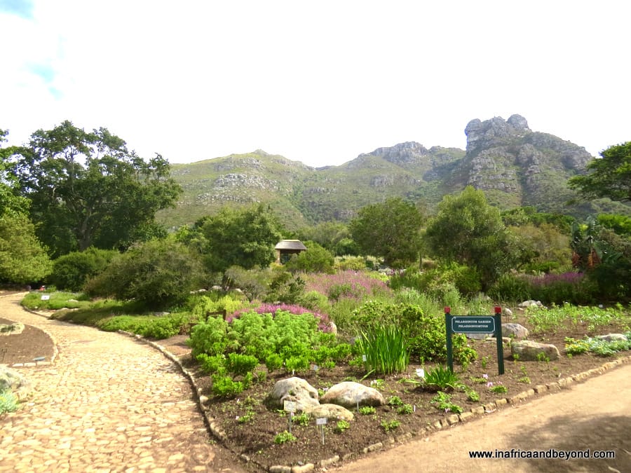 Kirstenbosch Gardens - Best things to do in Cape Town