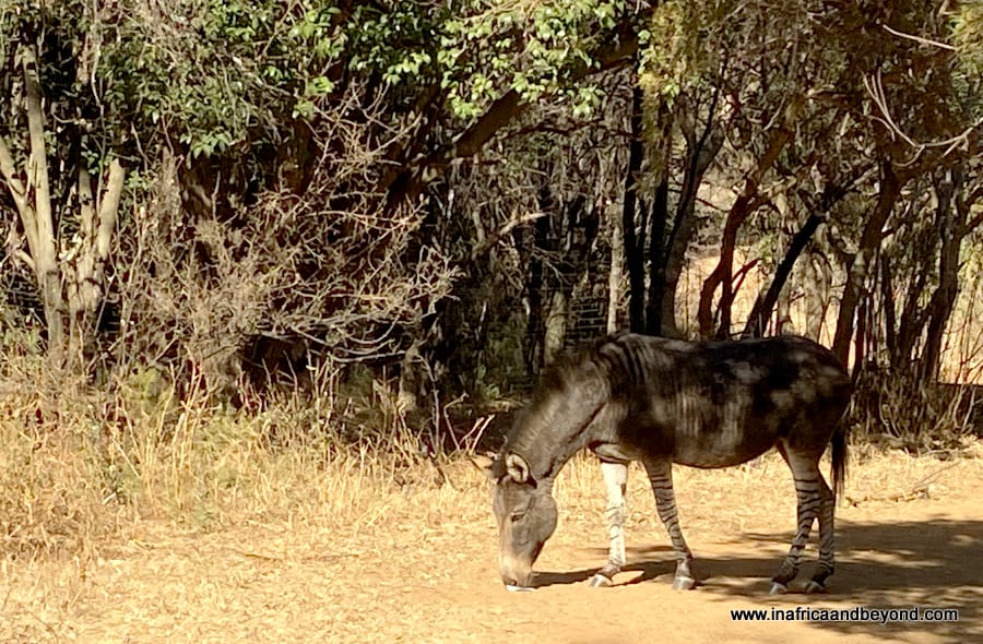 Hennops Hiking Trail & 5 interesting things to see there 6 Hennops Hiking Trails