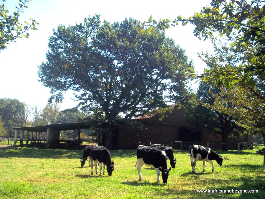 Things to do in Pretoria