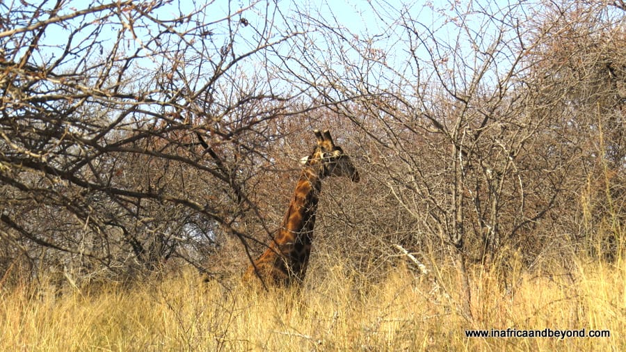 Dinokeng Game Reserve