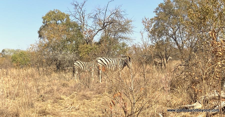 Dinokeng Game Reserve