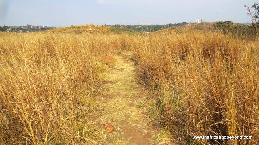  Melville Koppies Nature Reserve 
