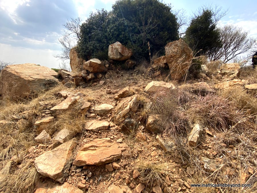  Melville Koppies Nature Reserve 
