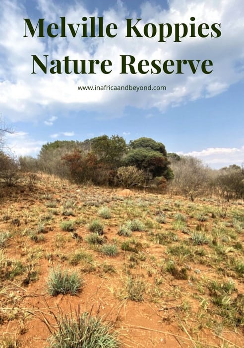  Melville Koppies Nature Reserve 