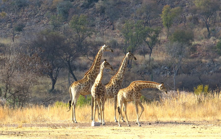 Zebras Crossing Very Private Game Lodge