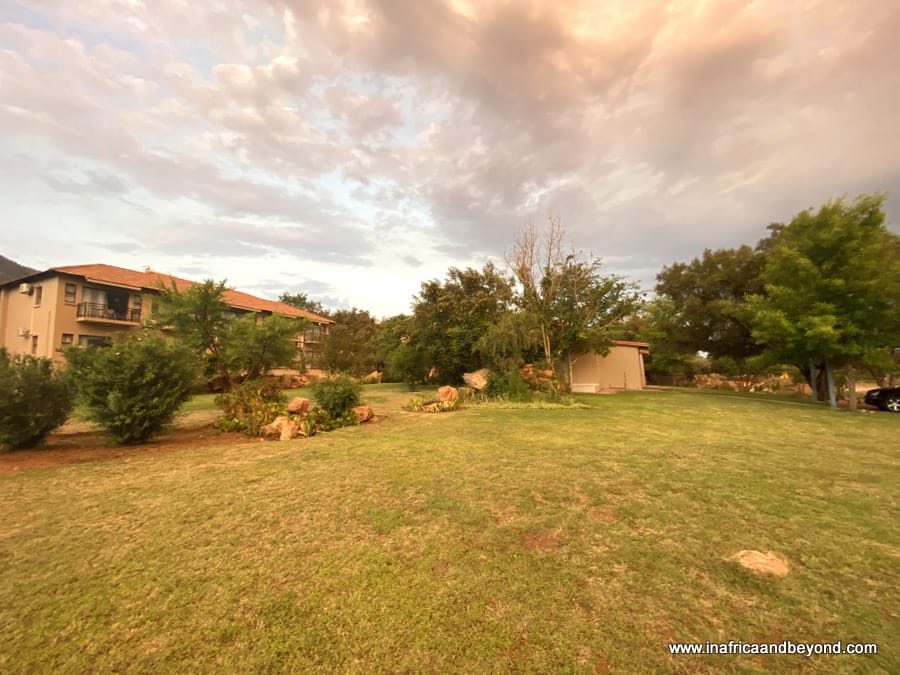 Three Oaks and an Aloe