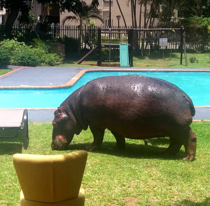 Hippo at the hotel swimming pool in St Lucia
