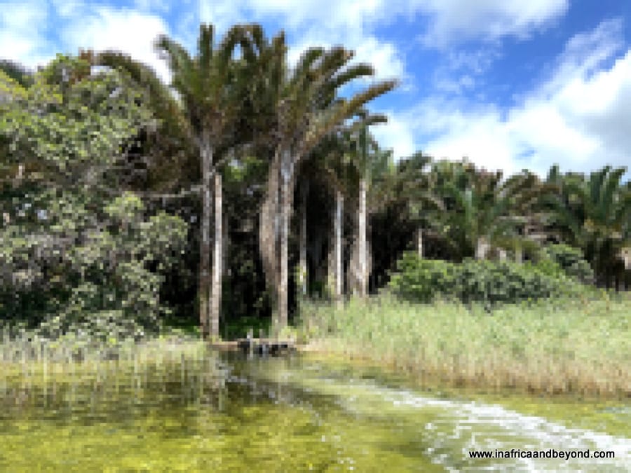 Kosi Forest Lodge -an enchanted forest hideaway 11 Raffia Palm Forest