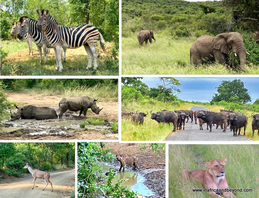 Hluhluwe iMfolozi Park