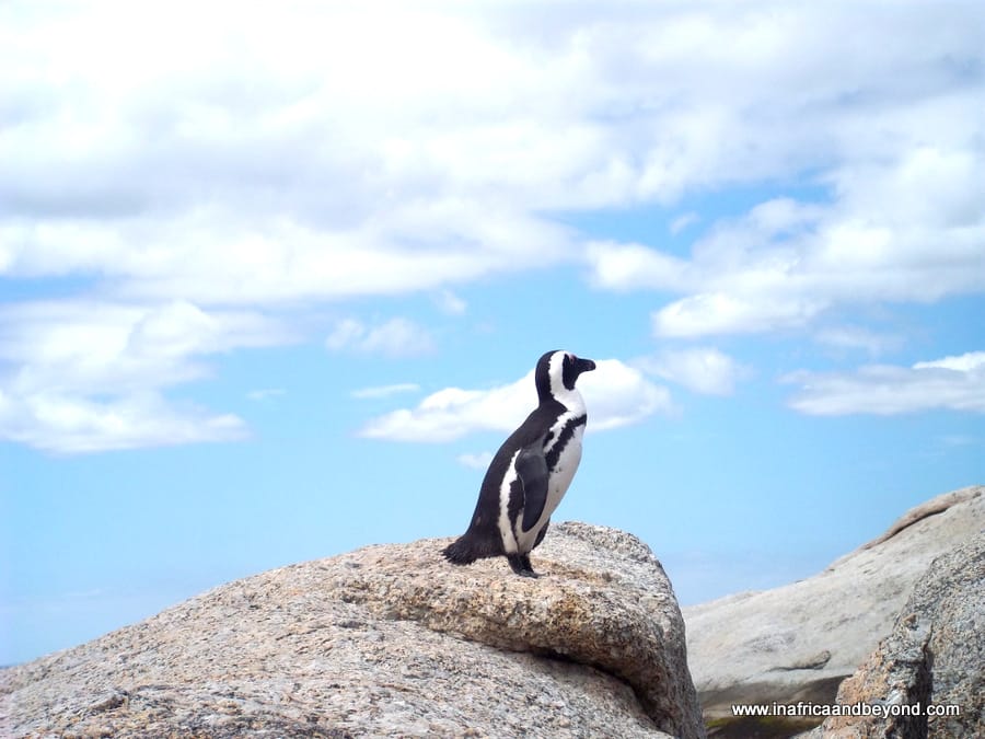 Boulders Penguin Colony