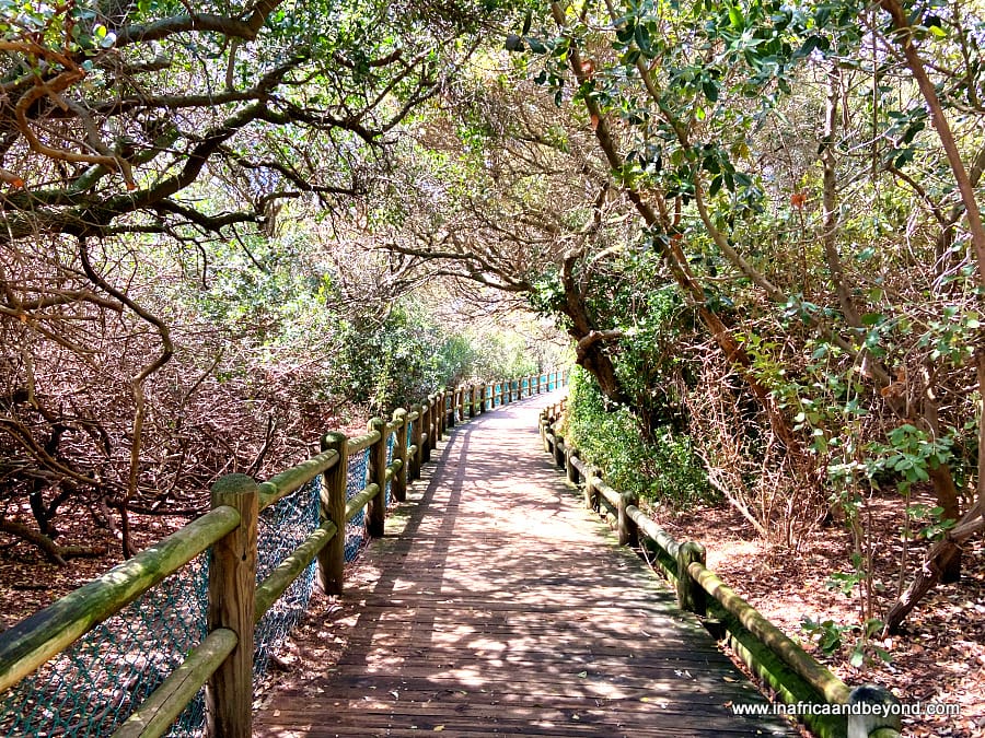 Boulders Penguin Colony Boardwalk