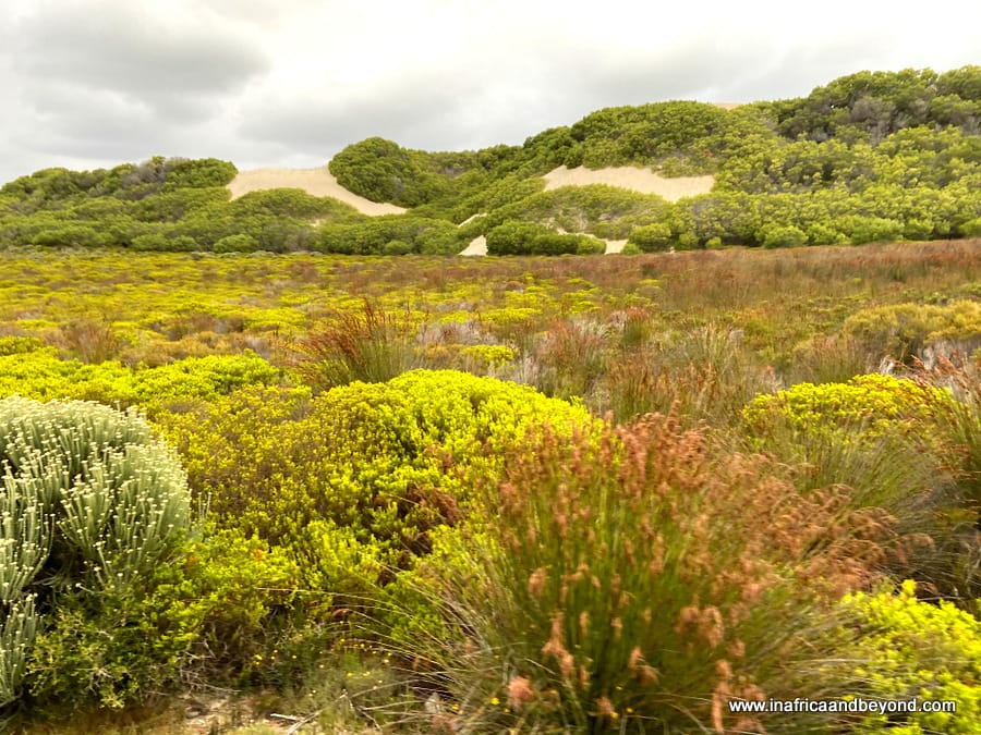 De Hoop Nature Reserve Fynbos