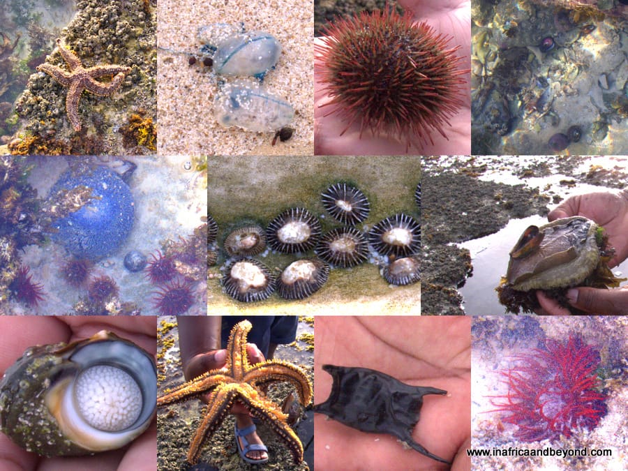 De Hoop Nature Reserve Marine Life