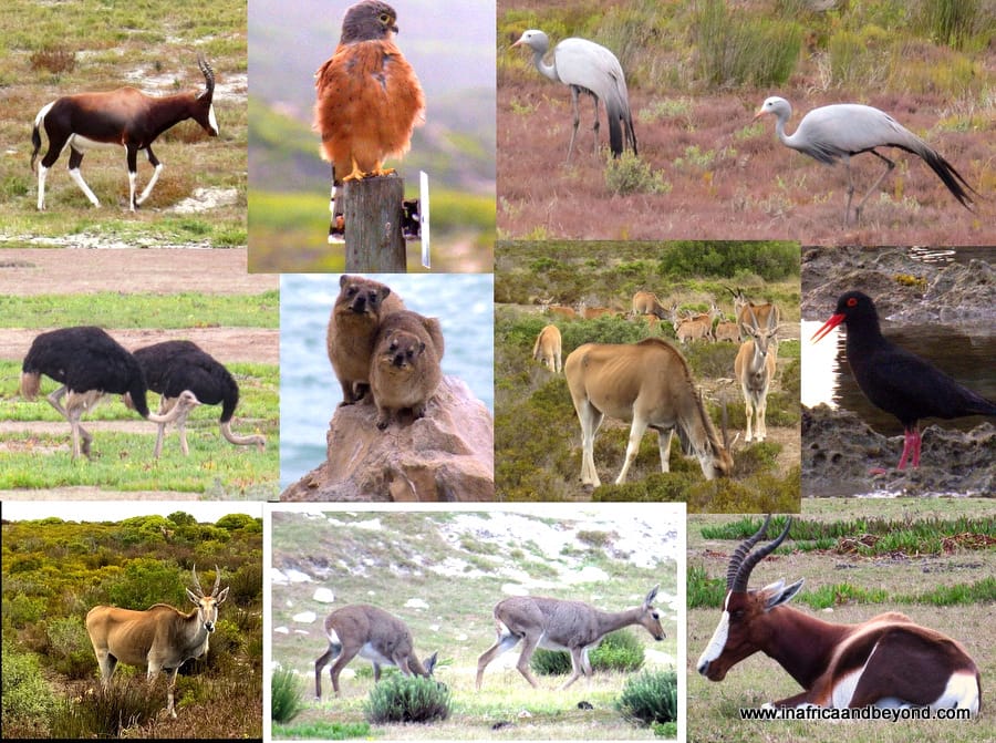 De Hoop Nature Reserve Wildlife and Birds