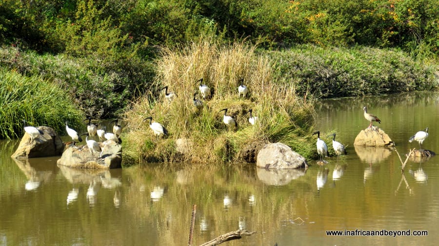 Walter Sisulu Botanical Gardens