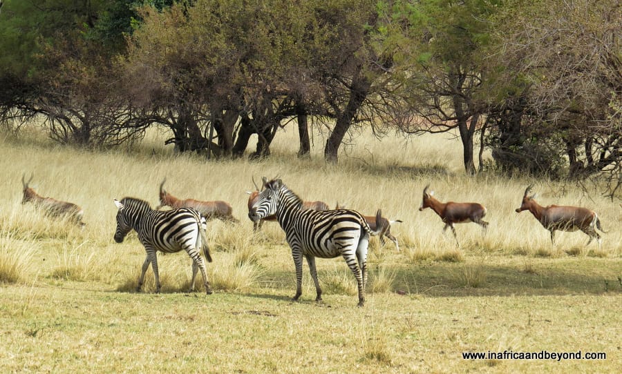 Adventure Zone Cullinan 4 Adventure Zone Cullinan