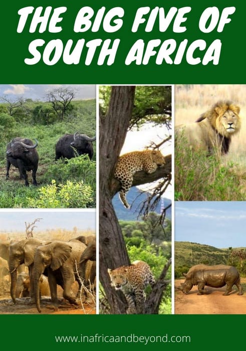 Pictures of the Big 5 of Africa
