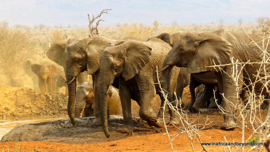 The Big 5 of Africa - Elephants
