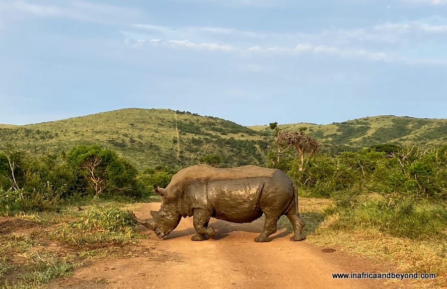 The Big 5 of Africa - White Rhino