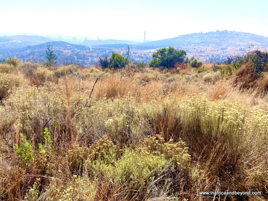 Groenkloof Nature Reserve