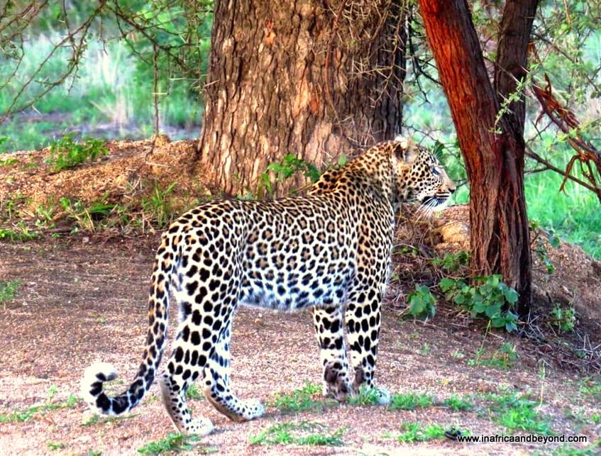 The Big 5 Of Africa : Bush Basics - 17 Questions Answered 5 Pictures of The Big 5 of Africa - Leopard