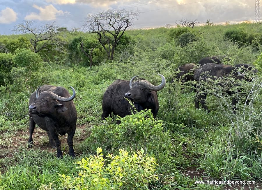 The Big Five - Buffaloes