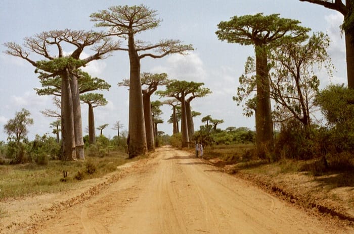 Avenue of the Baobabs