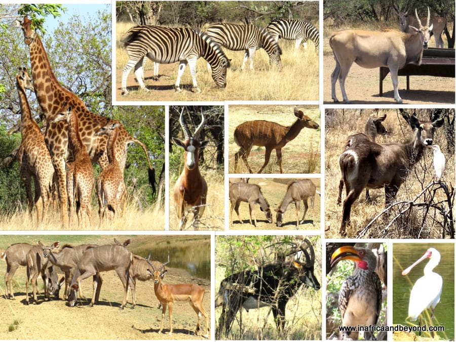 Family fun time at Dikhololo Resort 8 Dikhololo Resort