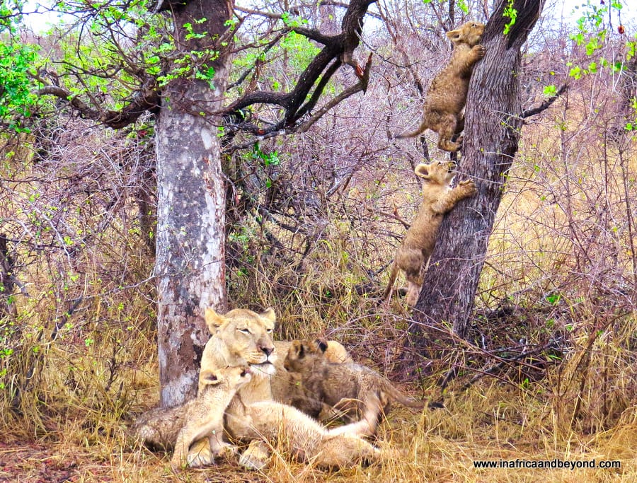 Jock Safari Lodge - Explorer-themed luxury safari 1 Kruger National Park