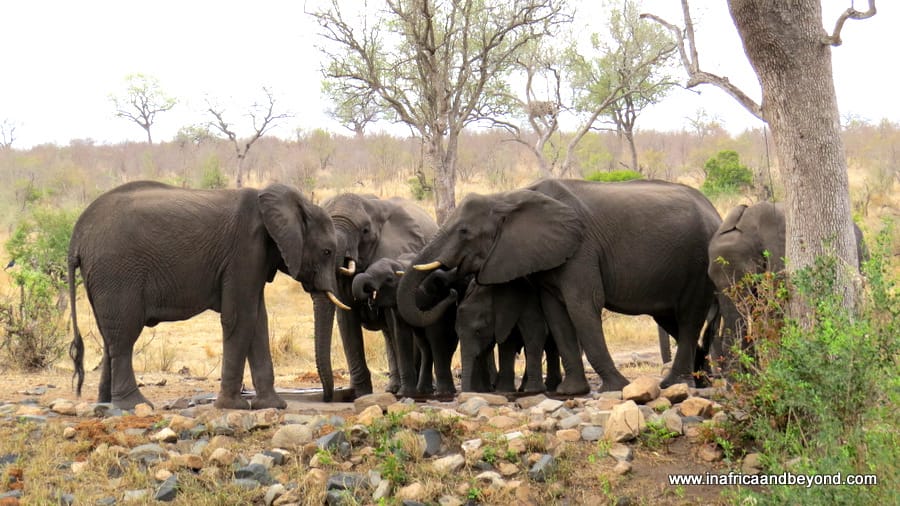 Hoyo Hoyo Safari Lodge