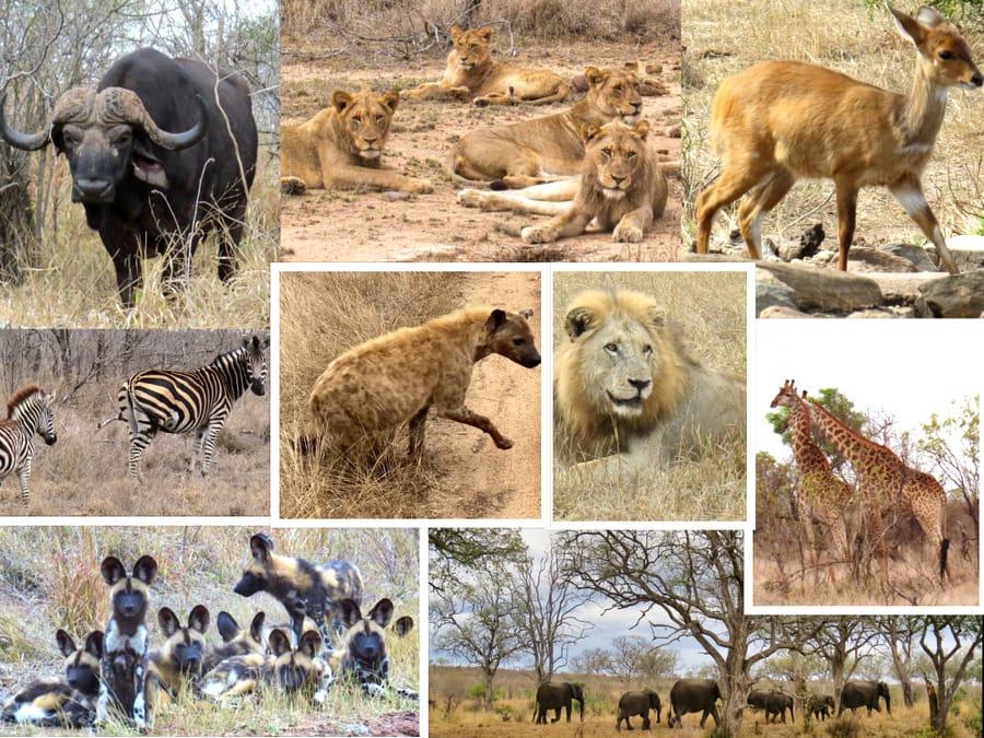 Kruger National Park