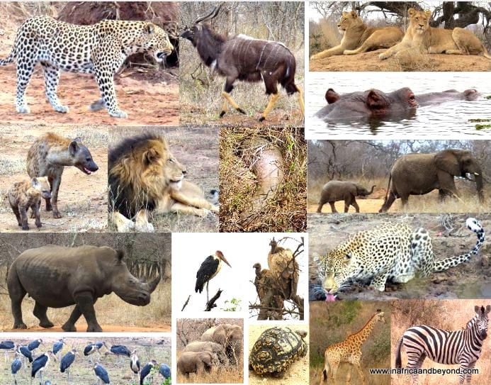 Kapama Private Game Reserve