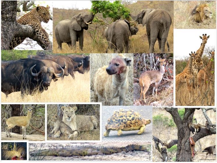 Jock Safari Lodge - Explorer-themed luxury safari 2 Kruger National Park