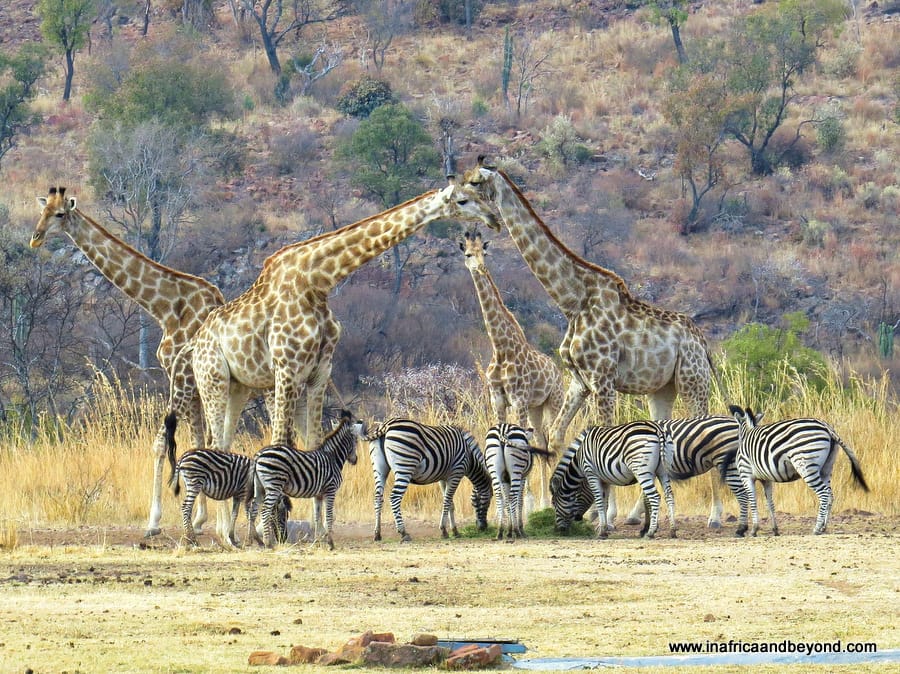 Zebras and giraffes at Zebras Crossing Very Private Game Lodge
