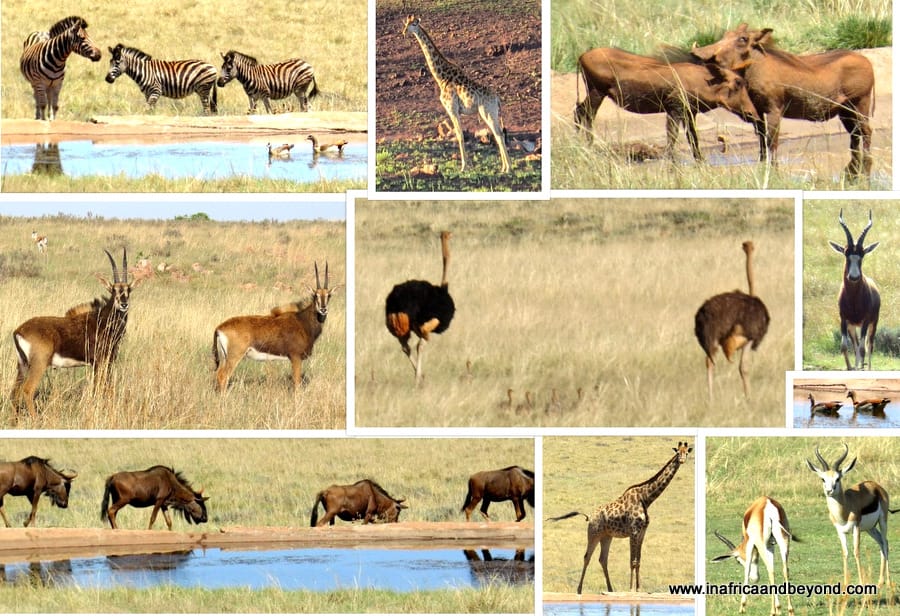 Mount Savannah Game Reserve