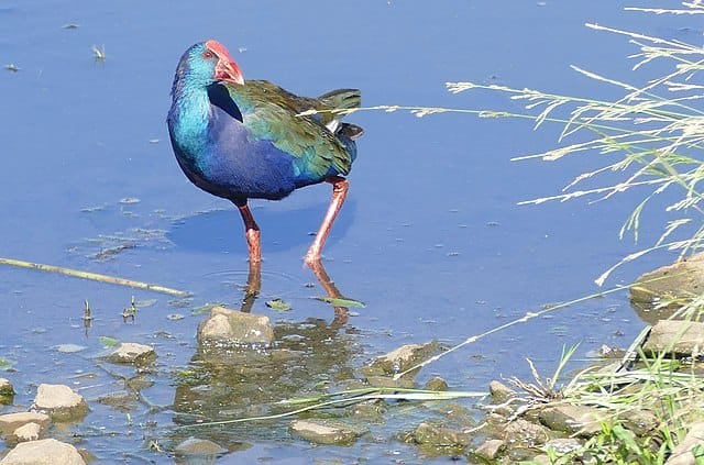 African Swamphen in Wakkerstroom