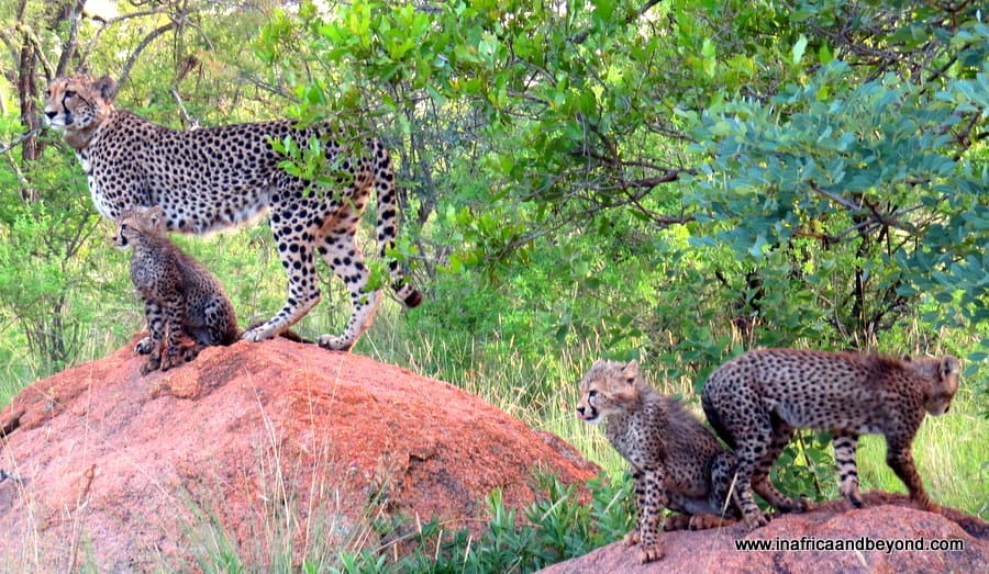 A delightful family safari at Mabula Game Lodge 1 Cheetah and cubs