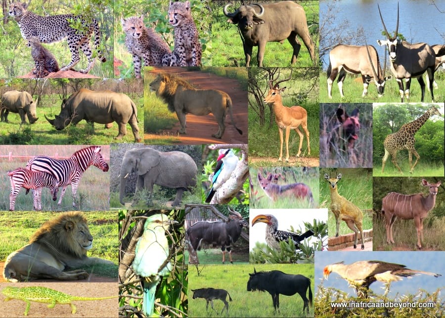 A delightful family safari at Mabula Game Lodge 7 Mabula Game Reserve