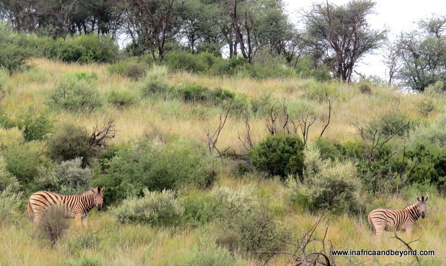 Kuruman Game Reserve