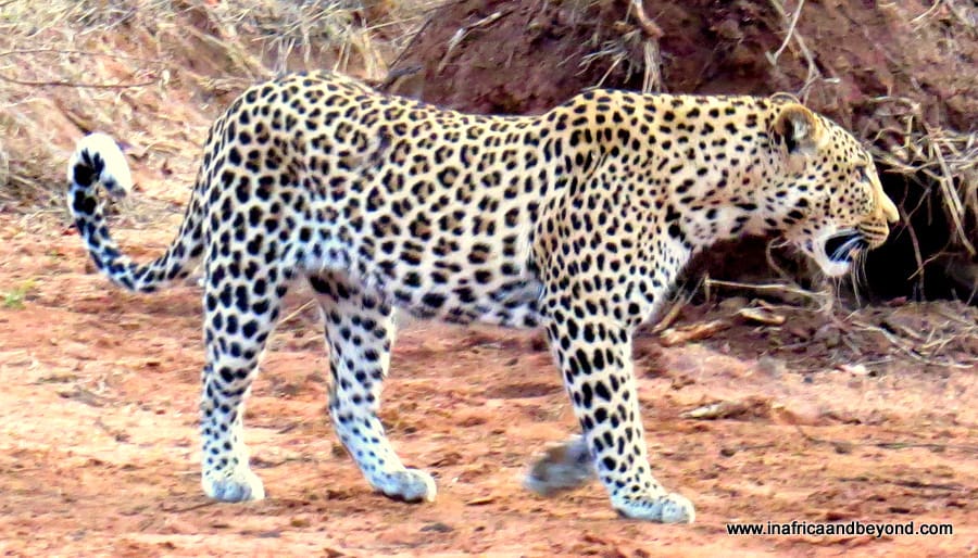 Leopard in Kapama Game Reserve