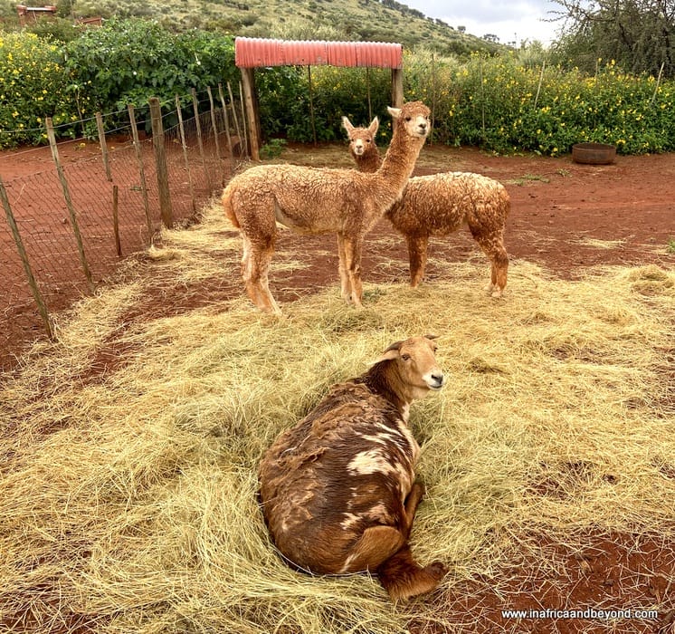 Red Sands Country Lodge