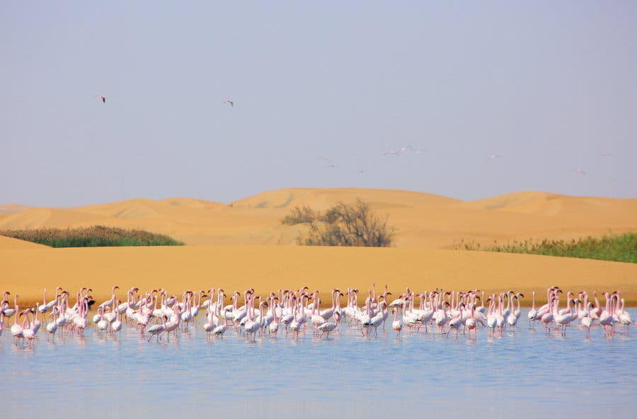 Flamingoes in Walvis Bay against a sand dune