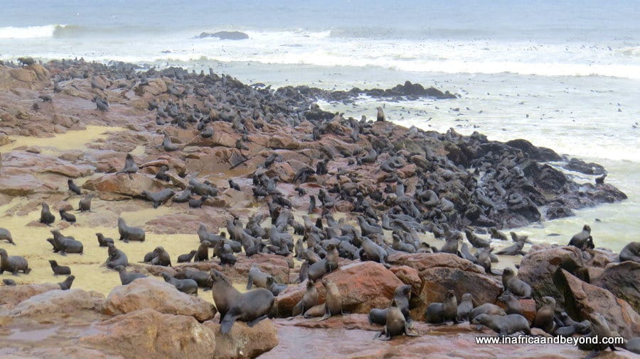 Seals at Cape Cross Seal Colony