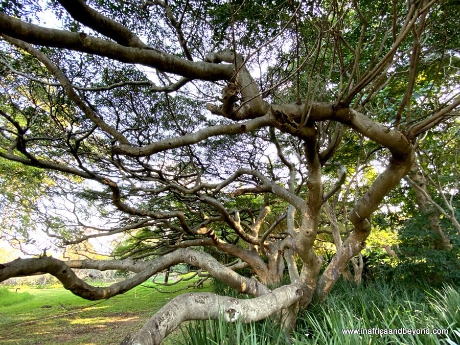 11 things to see at the Durban Botanic Gardens 10 Durban Botanic Gardens