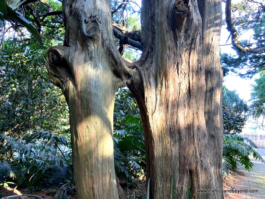 11 things to see at the Durban Botanic Gardens 15 Durban Botanic Gardens