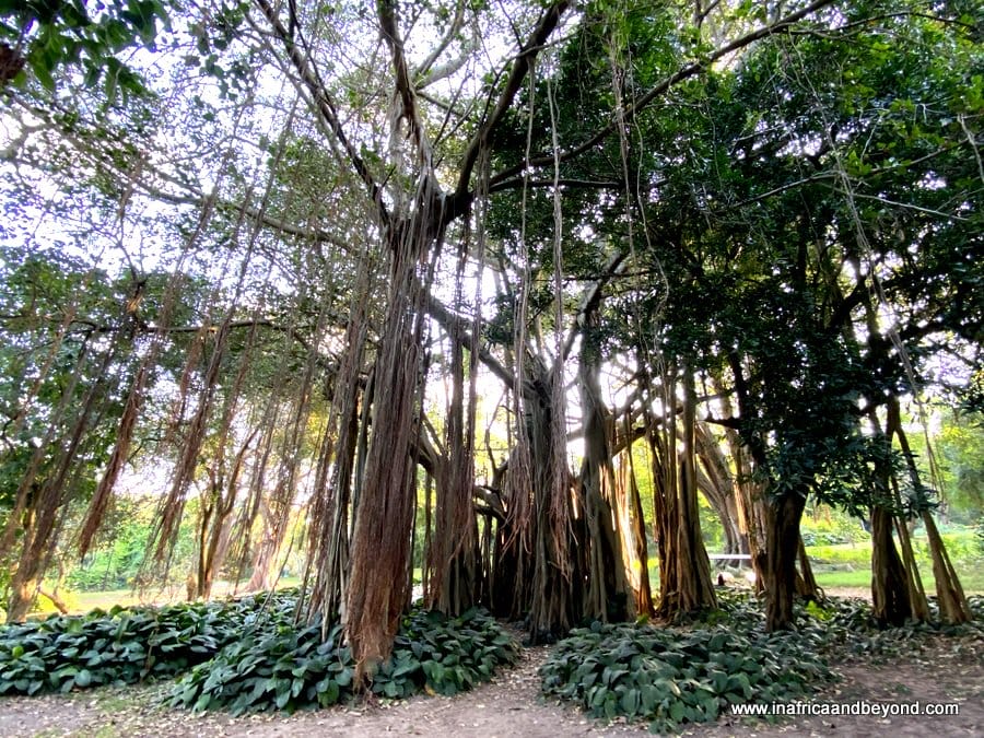 11 things to see at the Durban Botanic Gardens 5 Durban Botanic Gardens