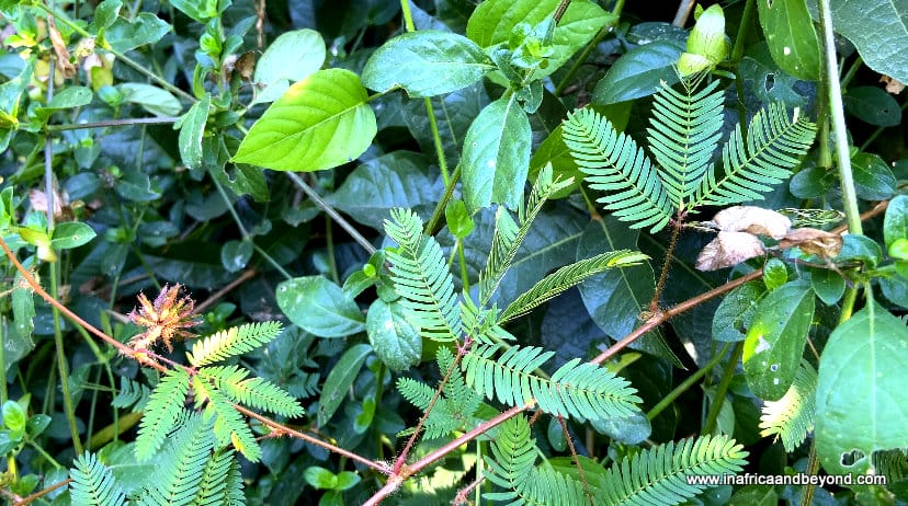 11 things to see at the Durban Botanic Gardens 6 Durban Botanic Gardens