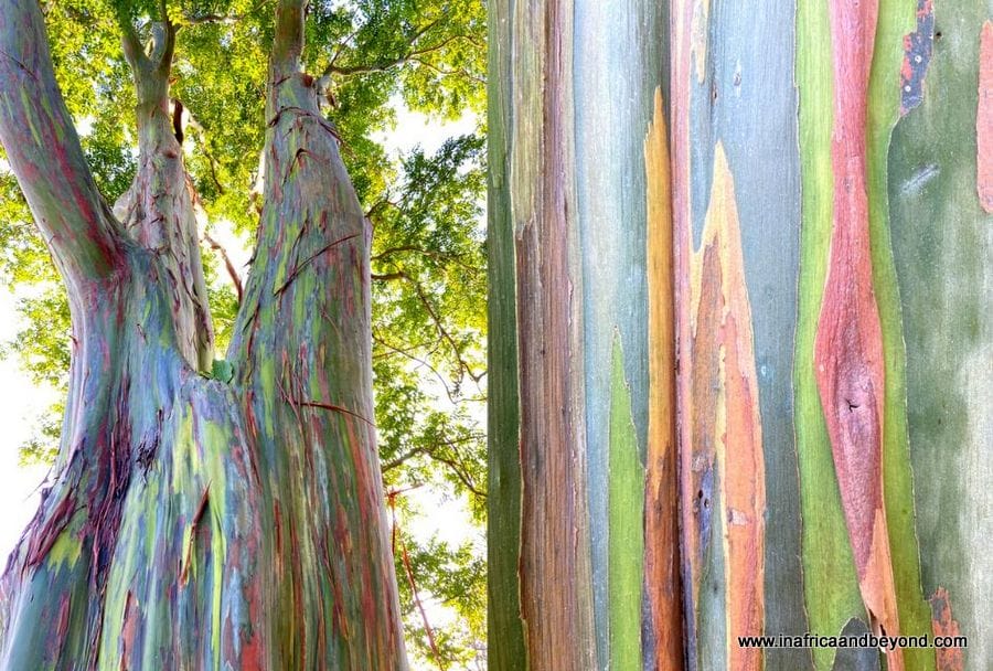 11 things to see at the Durban Botanic Gardens 7 Durban Botanic Gardens