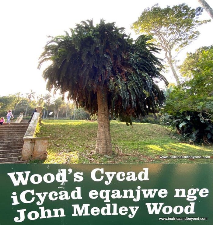 11 things to see at the Durban Botanic Gardens 4 Durban Botanic Gardens