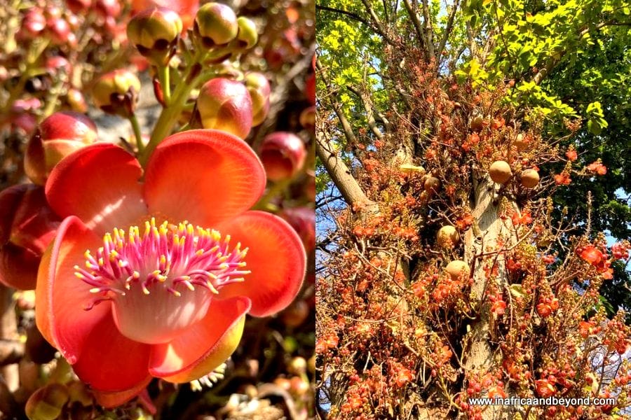 11 things to see at the Durban Botanic Gardens 9 Durban Botanic Gardens